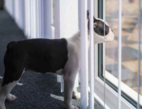 How to Make Your Patio Doors Pet-Friendly