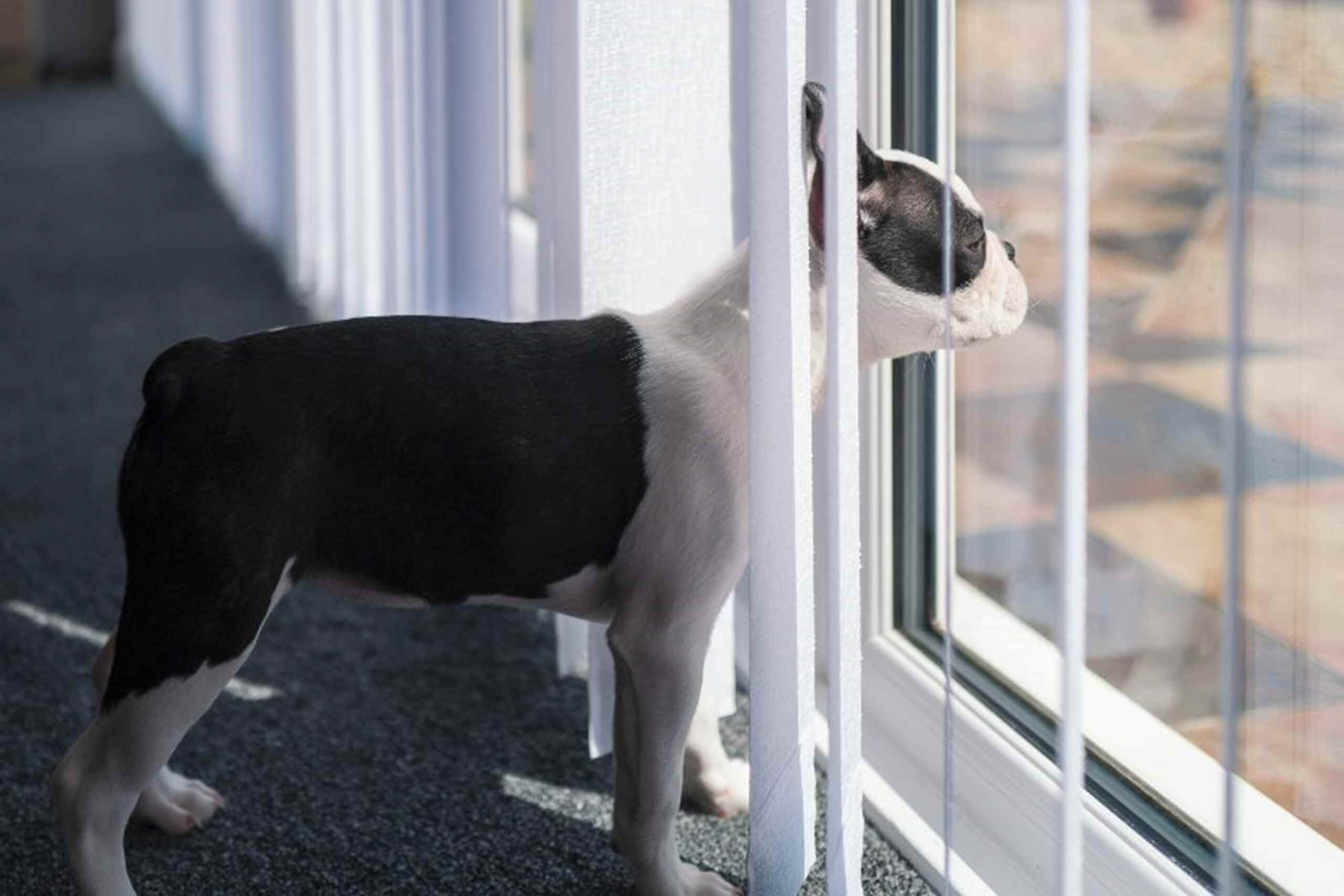 A dog looking through a window