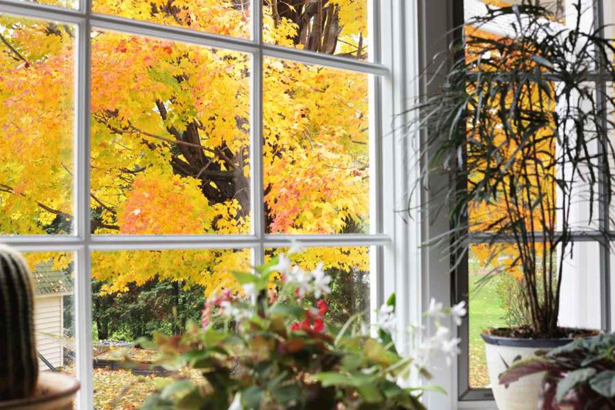 A window with a view of a tree