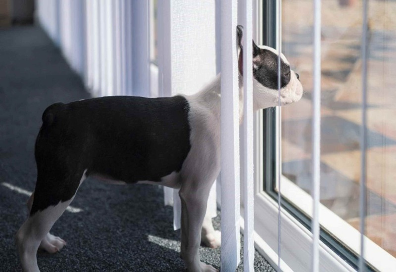 A small black and white dog stands by a window, looking outside in Columbus, OH